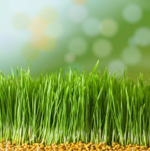 מיץ עשב חיטה